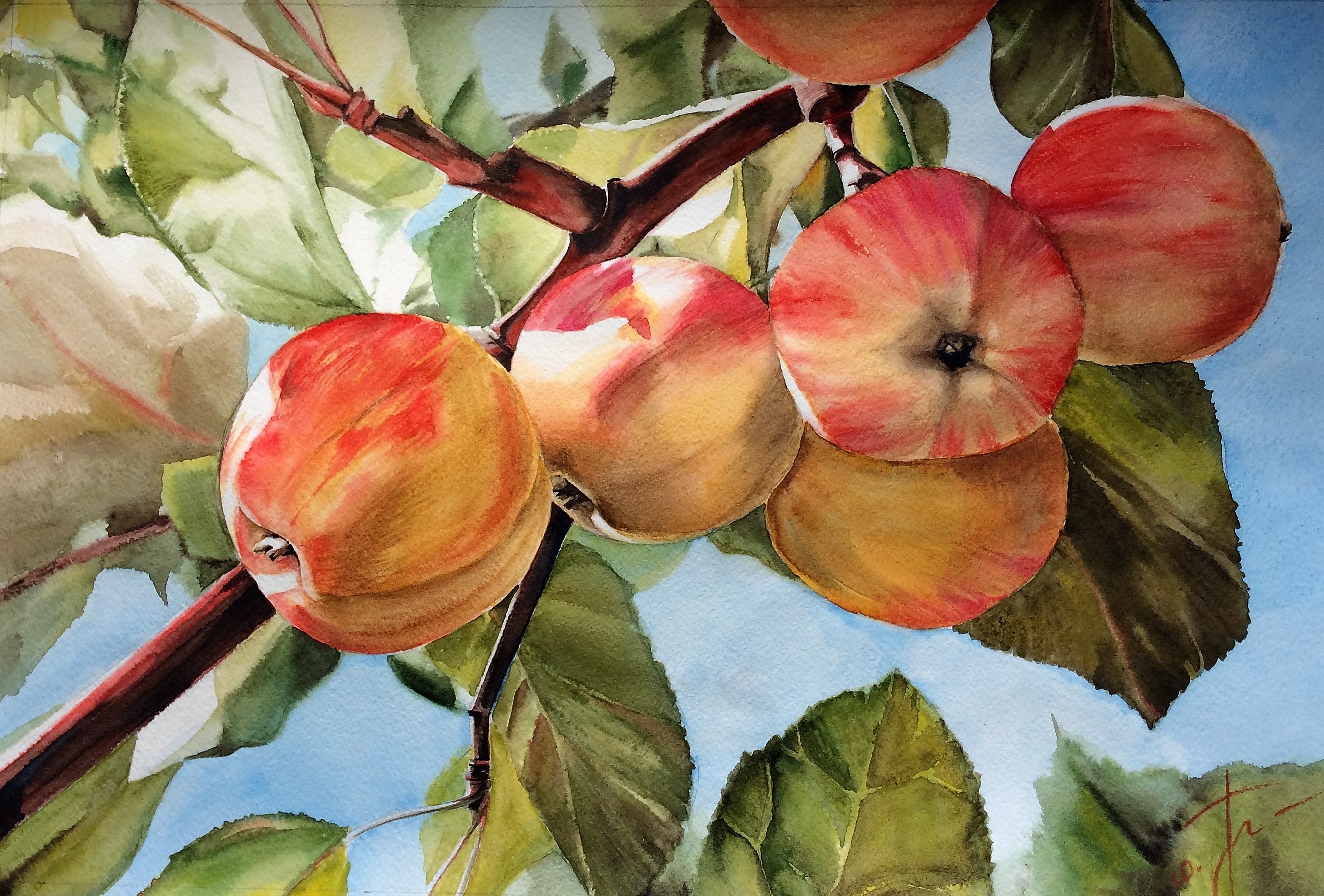 Яблоки на ветке живопись