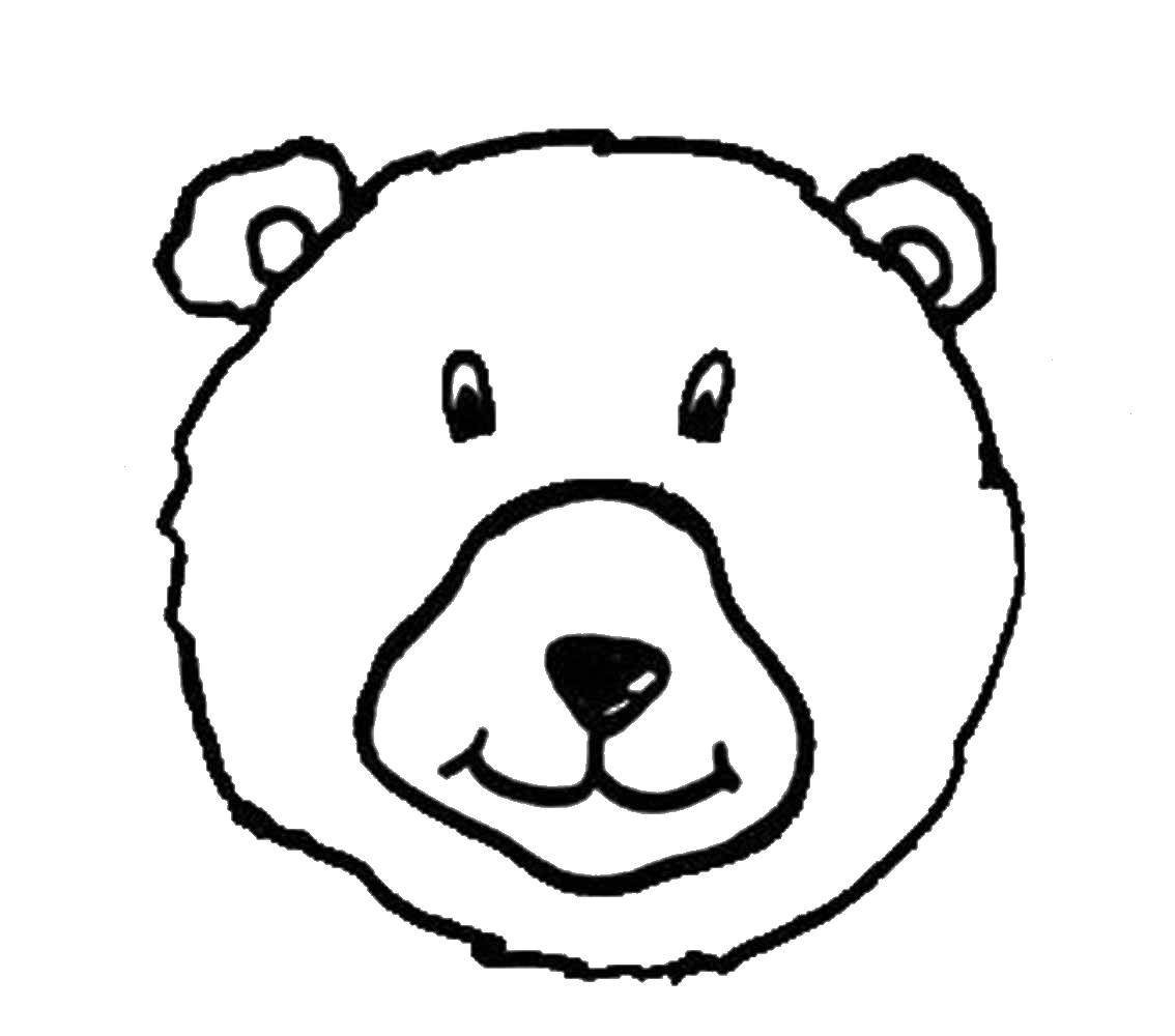 Голова медведя Изображения – скачать бесплатно на Freepik