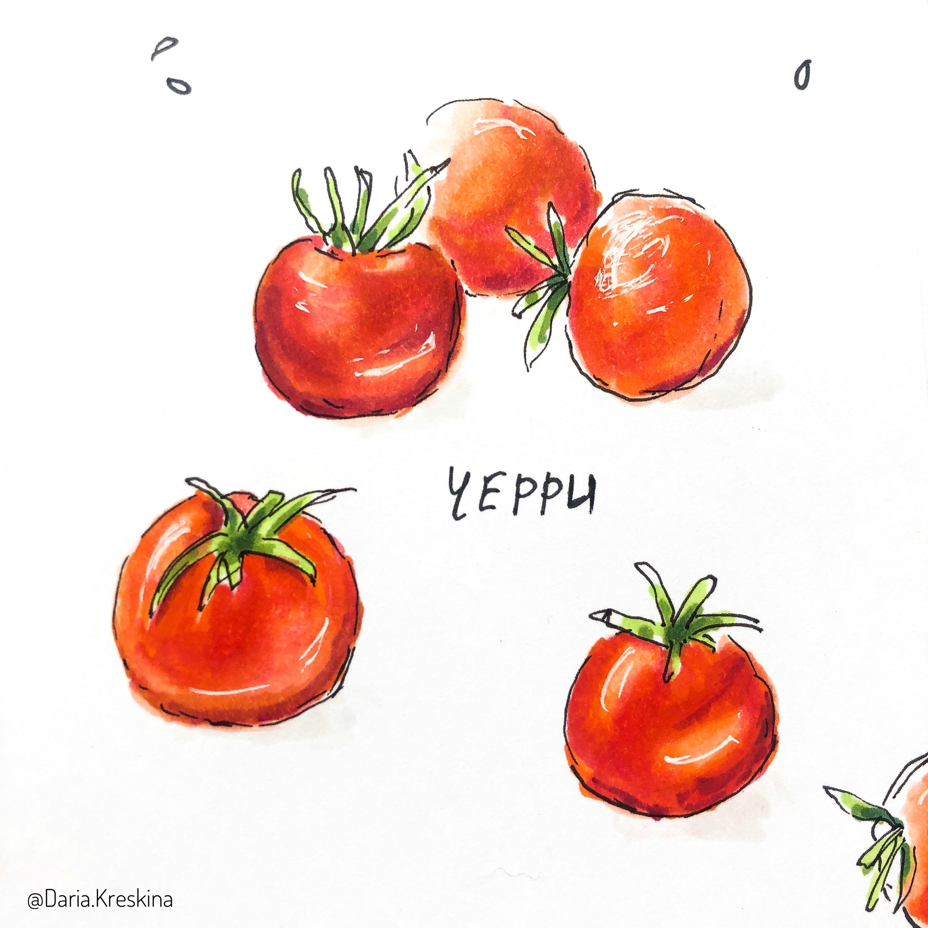 Поэтапный рисунок помидора