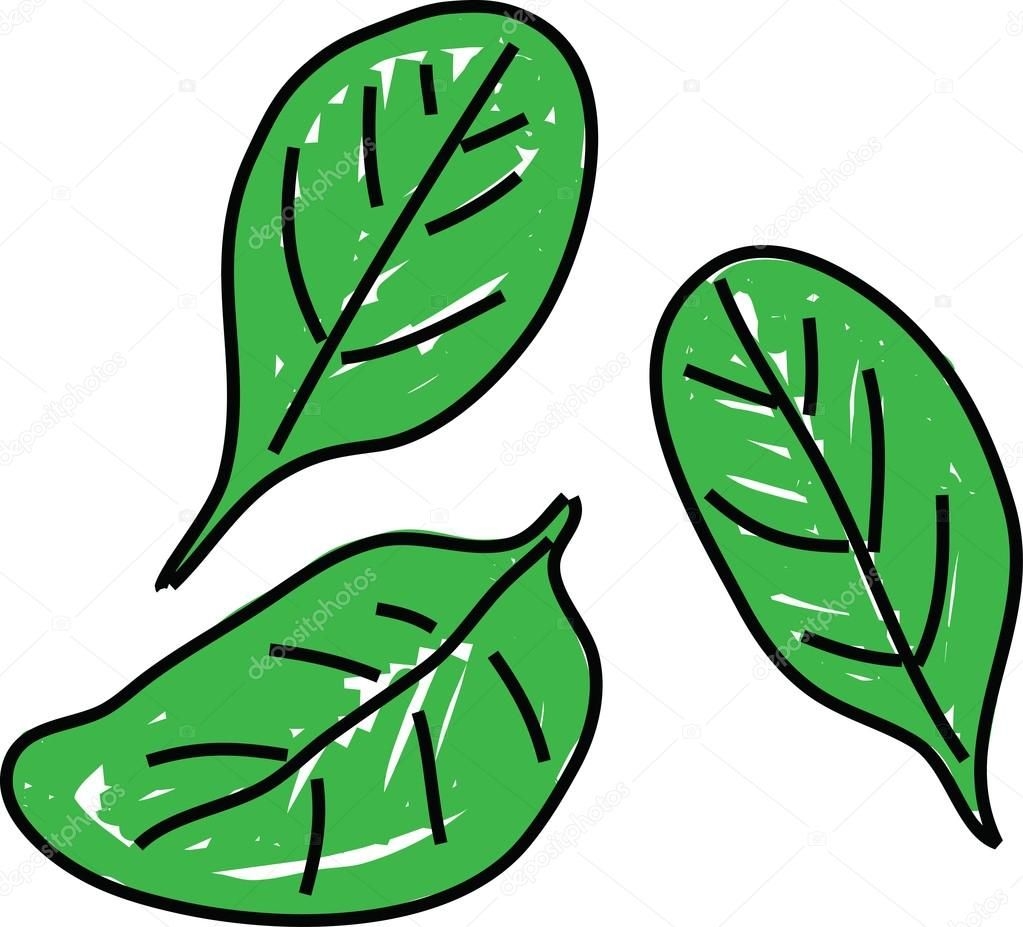 Нарисованные лист шпинат