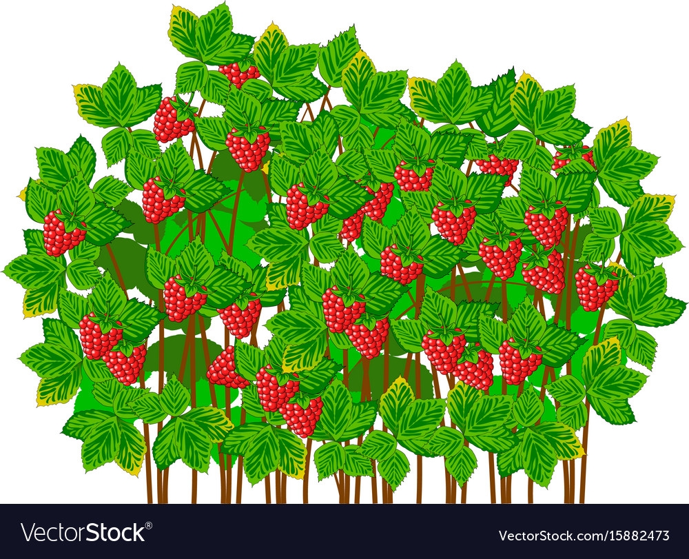 Куст малины картинка для детей на прозрачном фоне