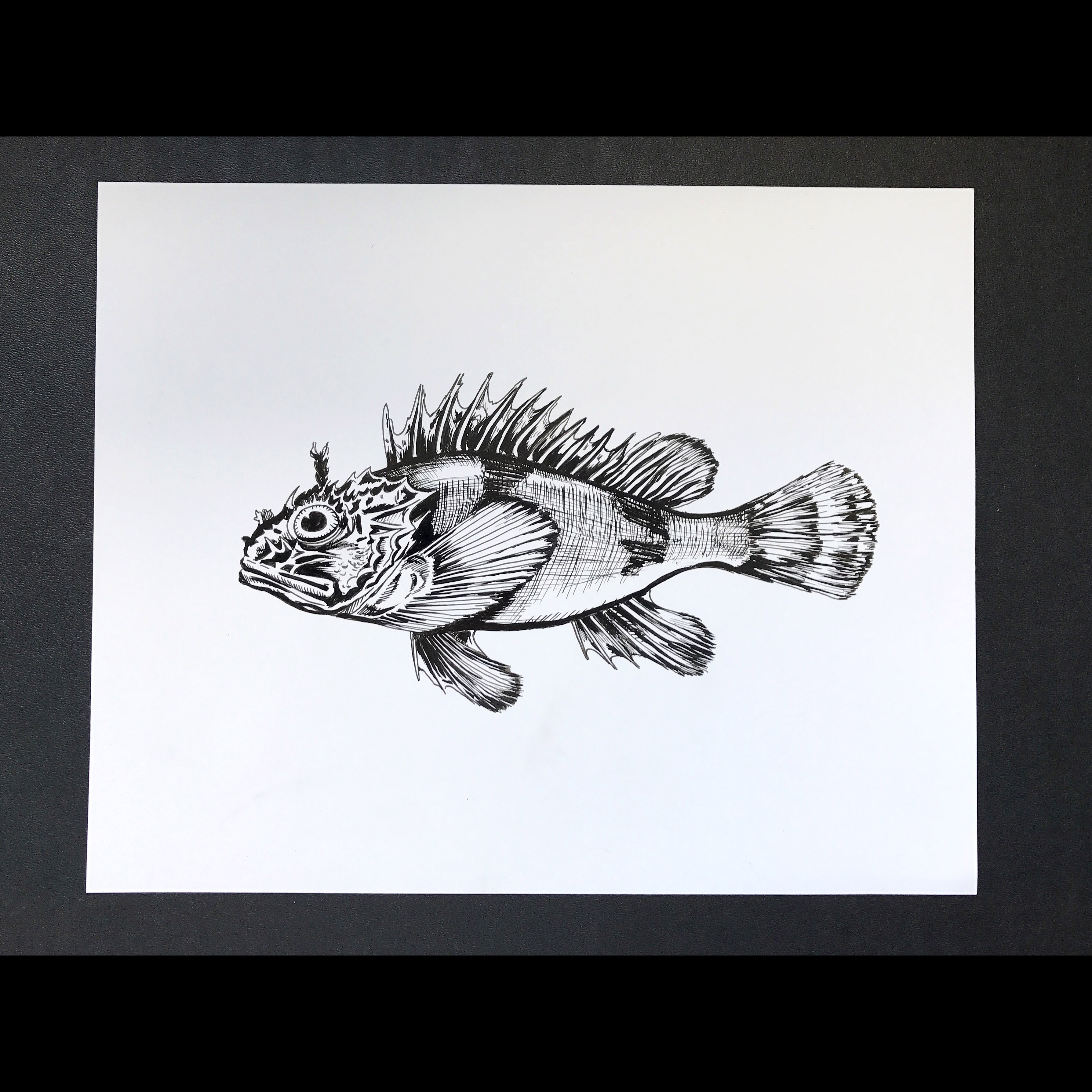 Ёрш рыба рисунок карандашом