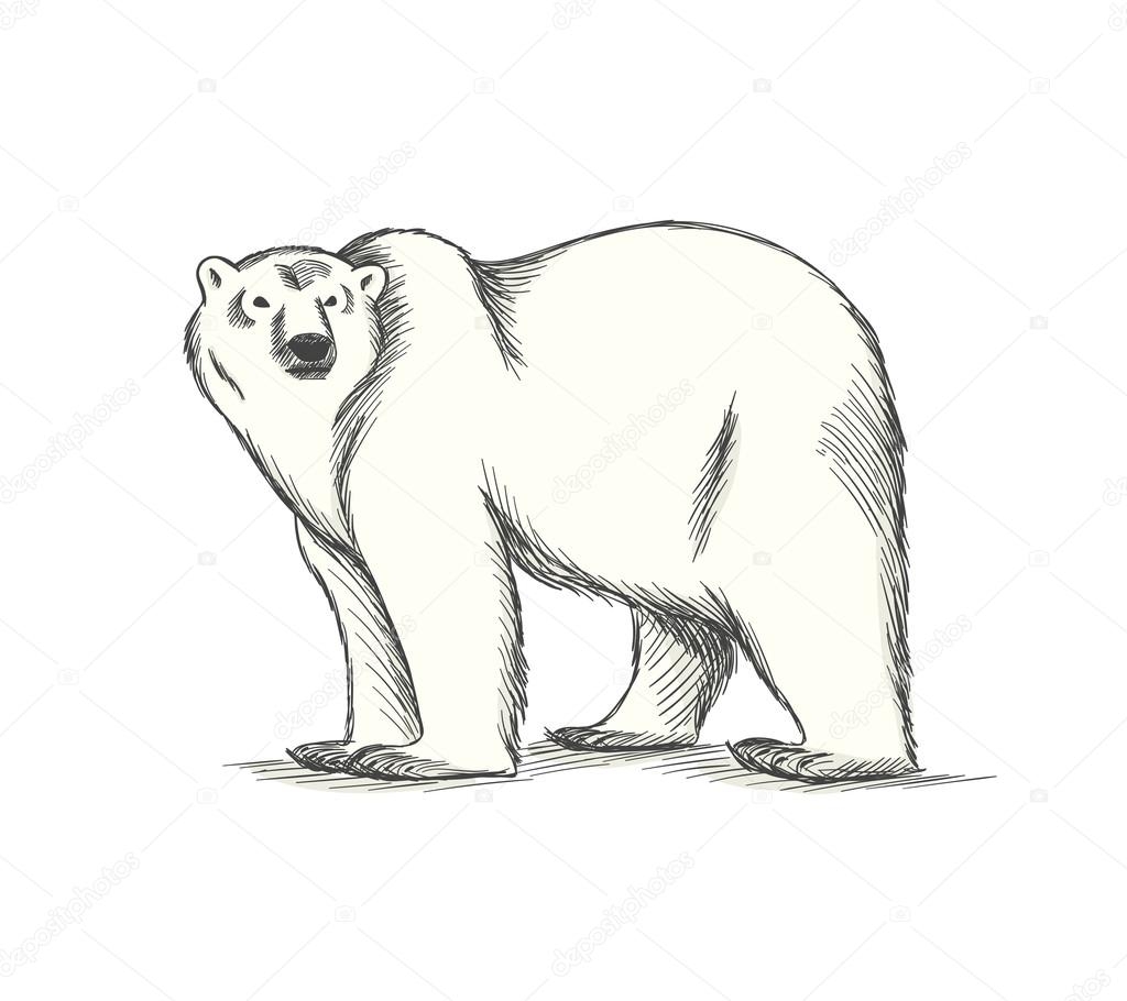 Свирепый белый медведь рисунок
