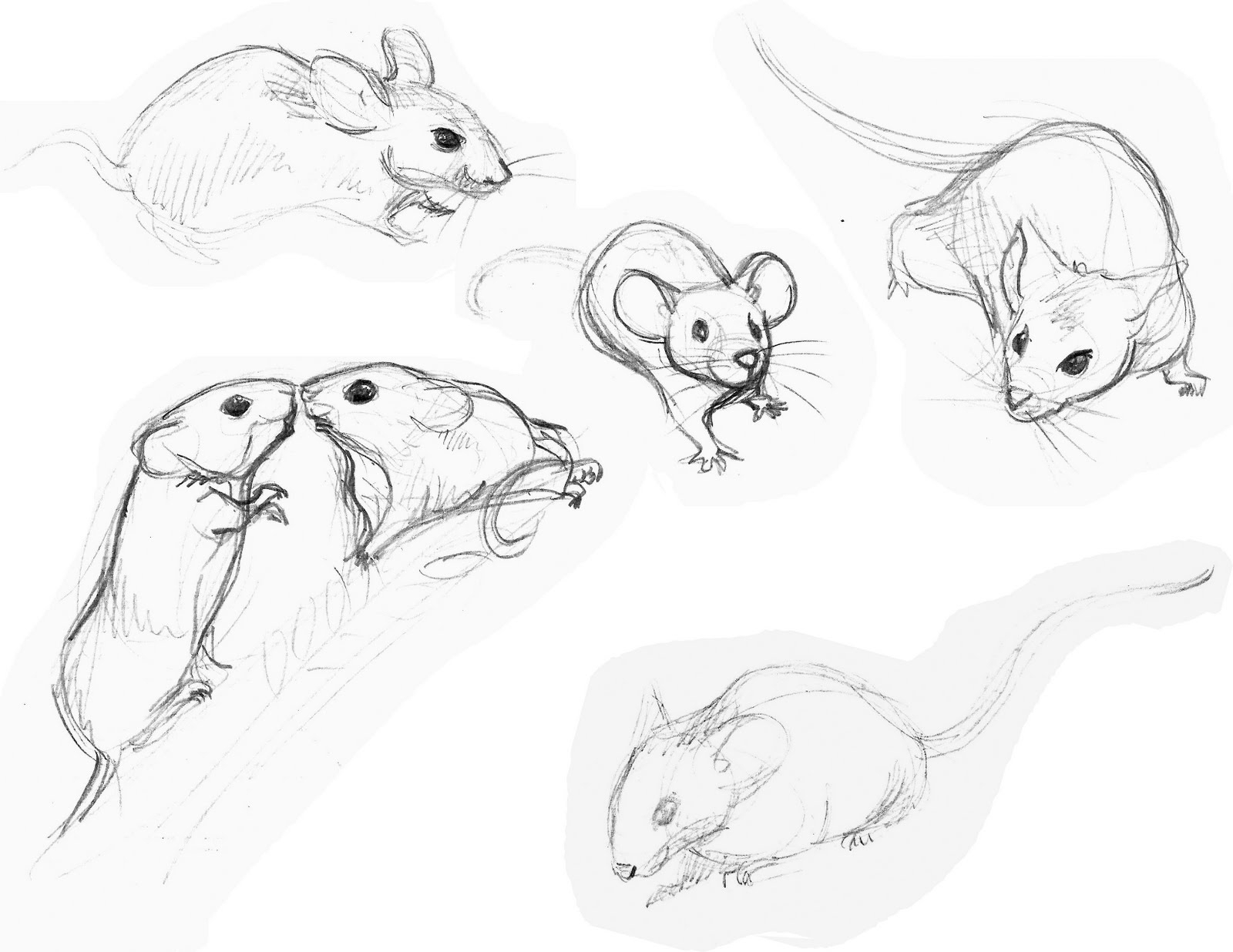 Зарисовки мышей