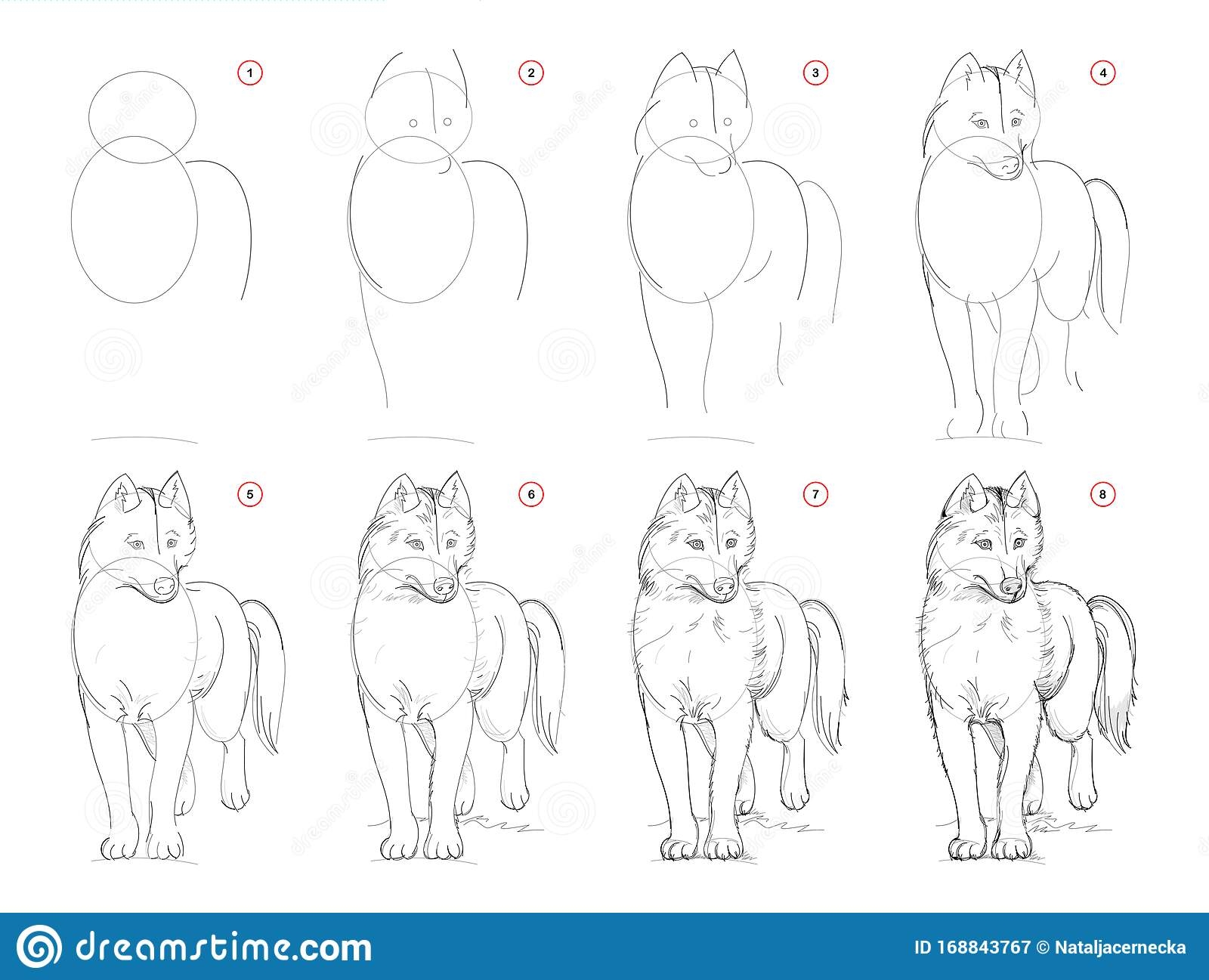 Рисунок хаски поэтапно для детей