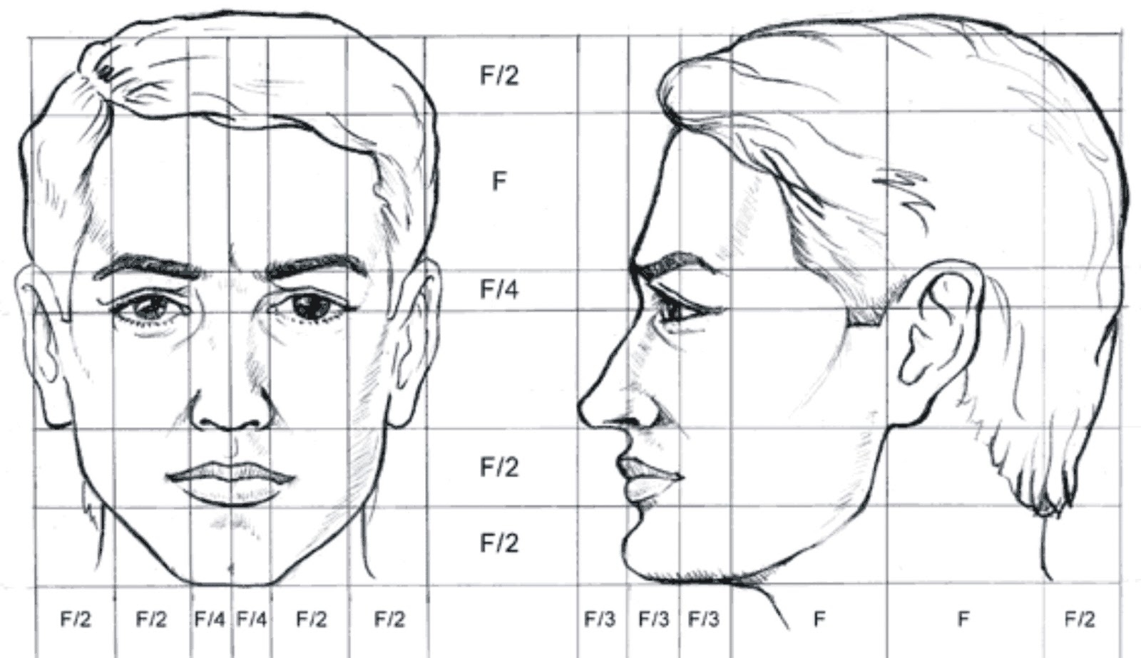 Пропорции головы человека анфас и профиль