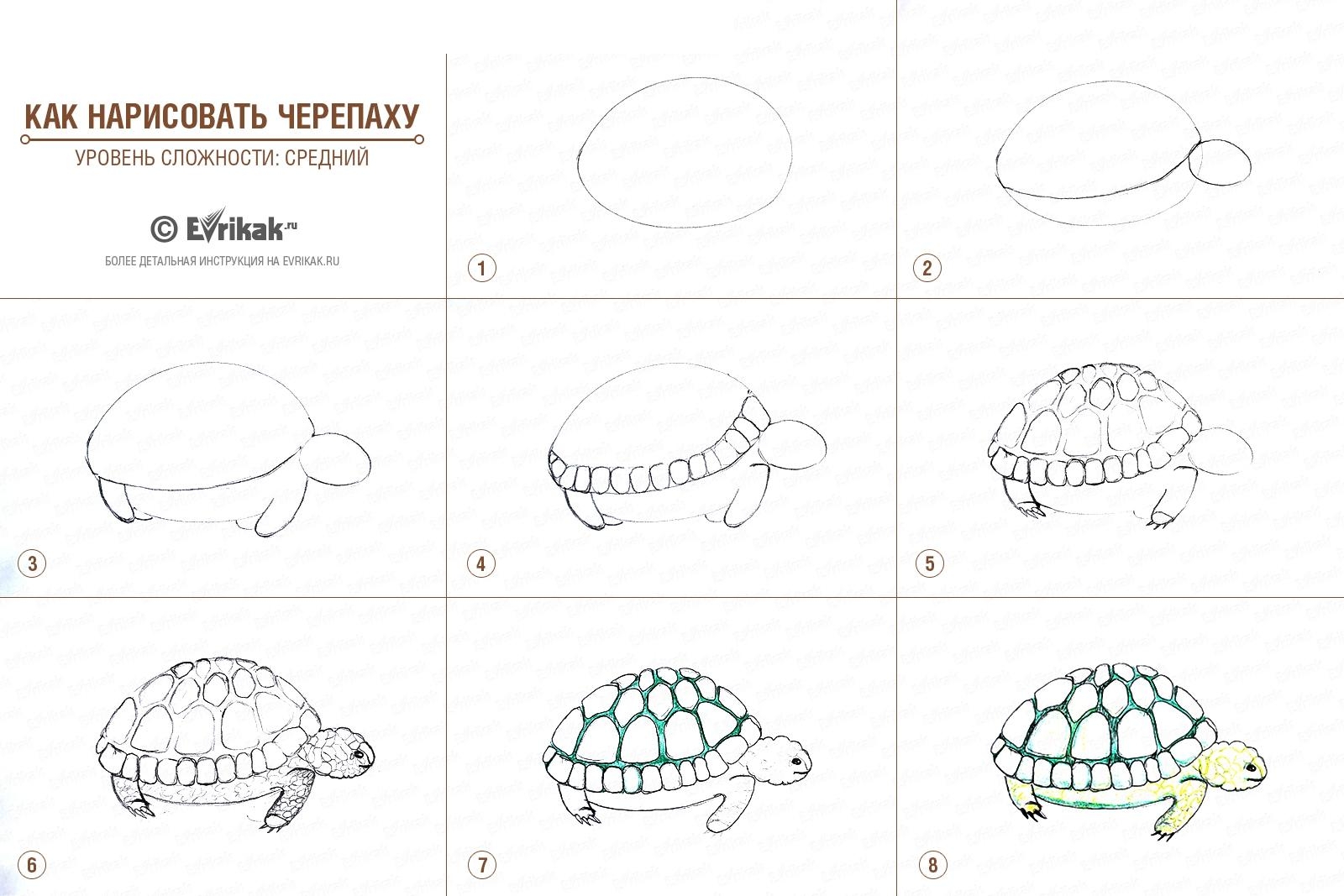 DataLife Engine > Версия для печати > Рисунок черепаха поэтапно