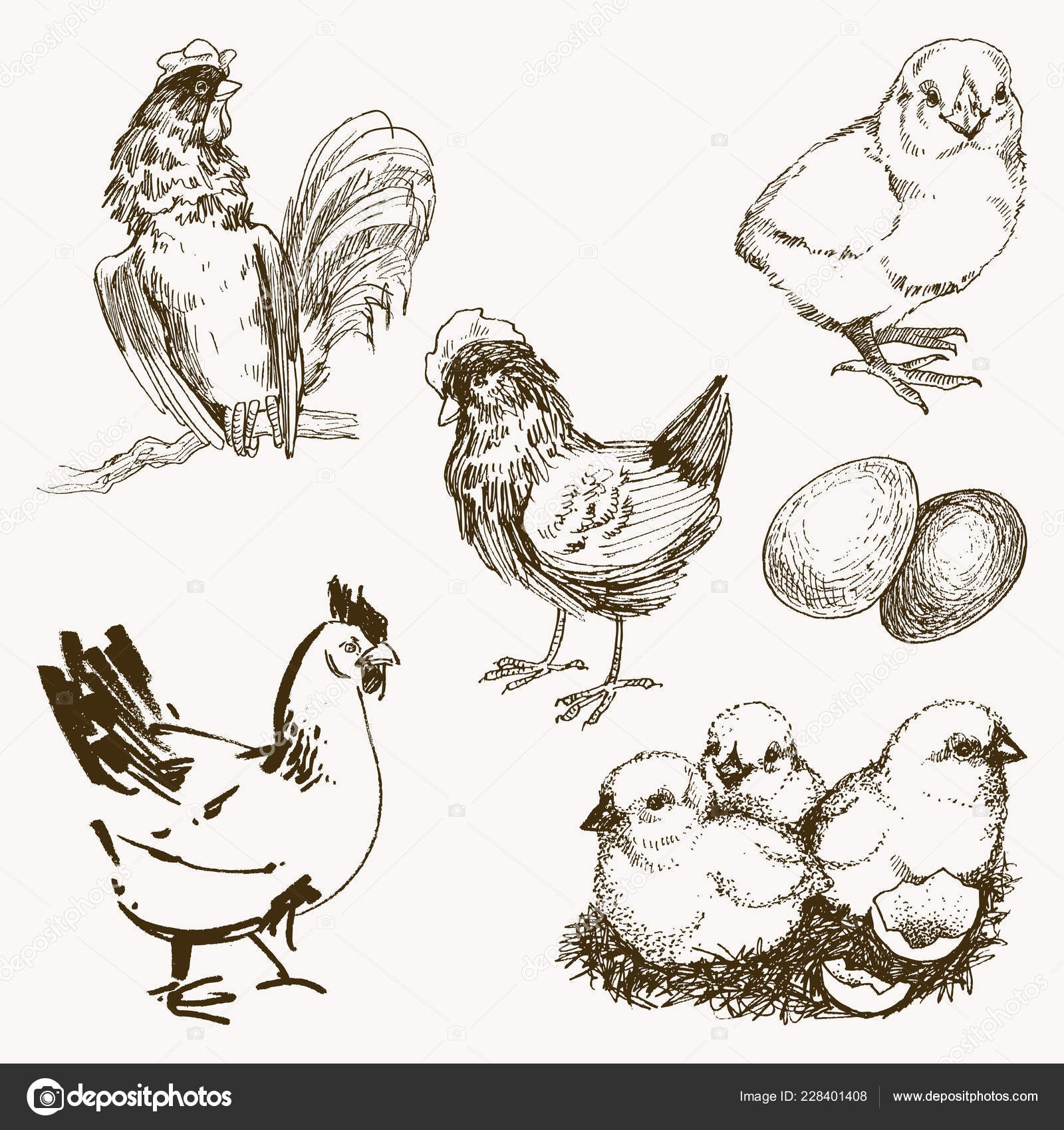 Зарисовки домашних птиц