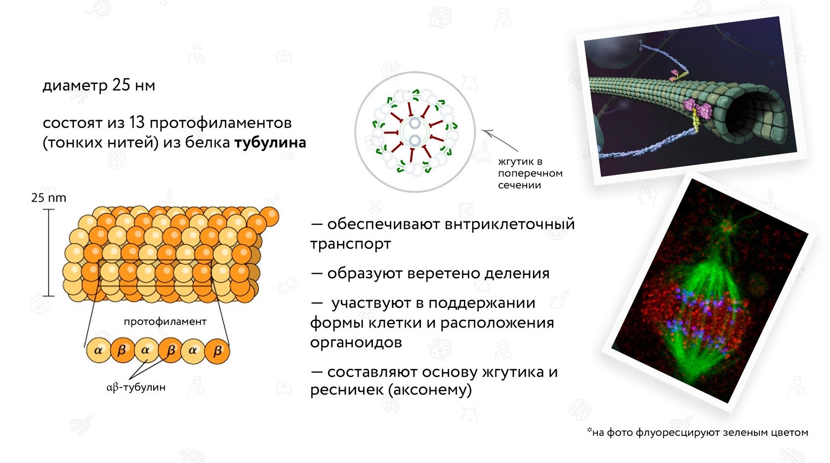 Цитоскелет состав