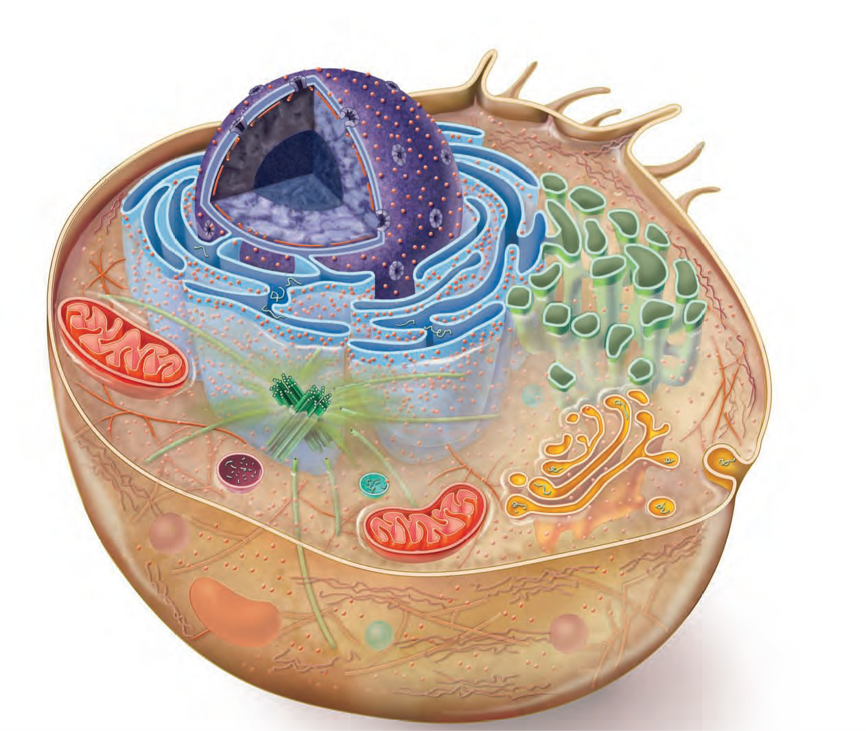 Клетка человека изображение. Клетка биология. Человеческая клетка. Живая клетка. Животная клетка.