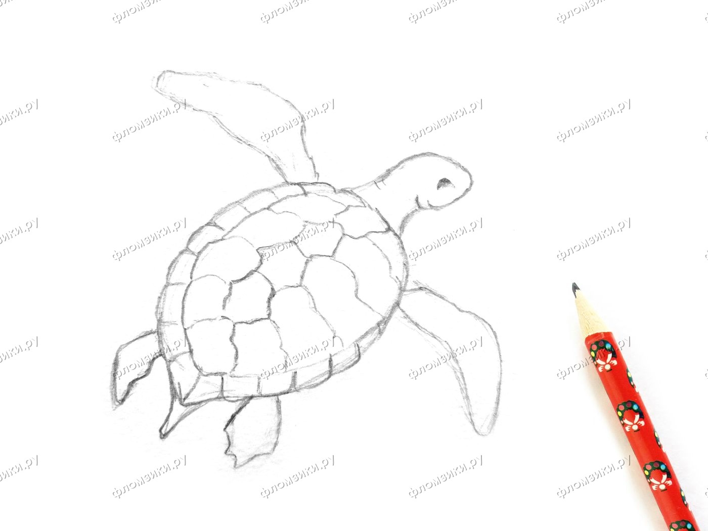Дальневосточная черепаха нарисовать поэтапно