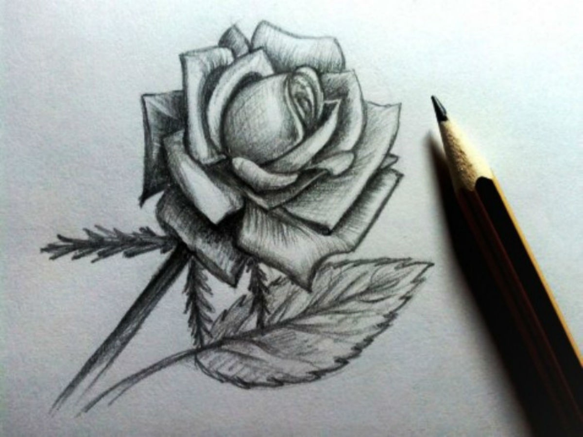 Зарисовки розы карандашом
