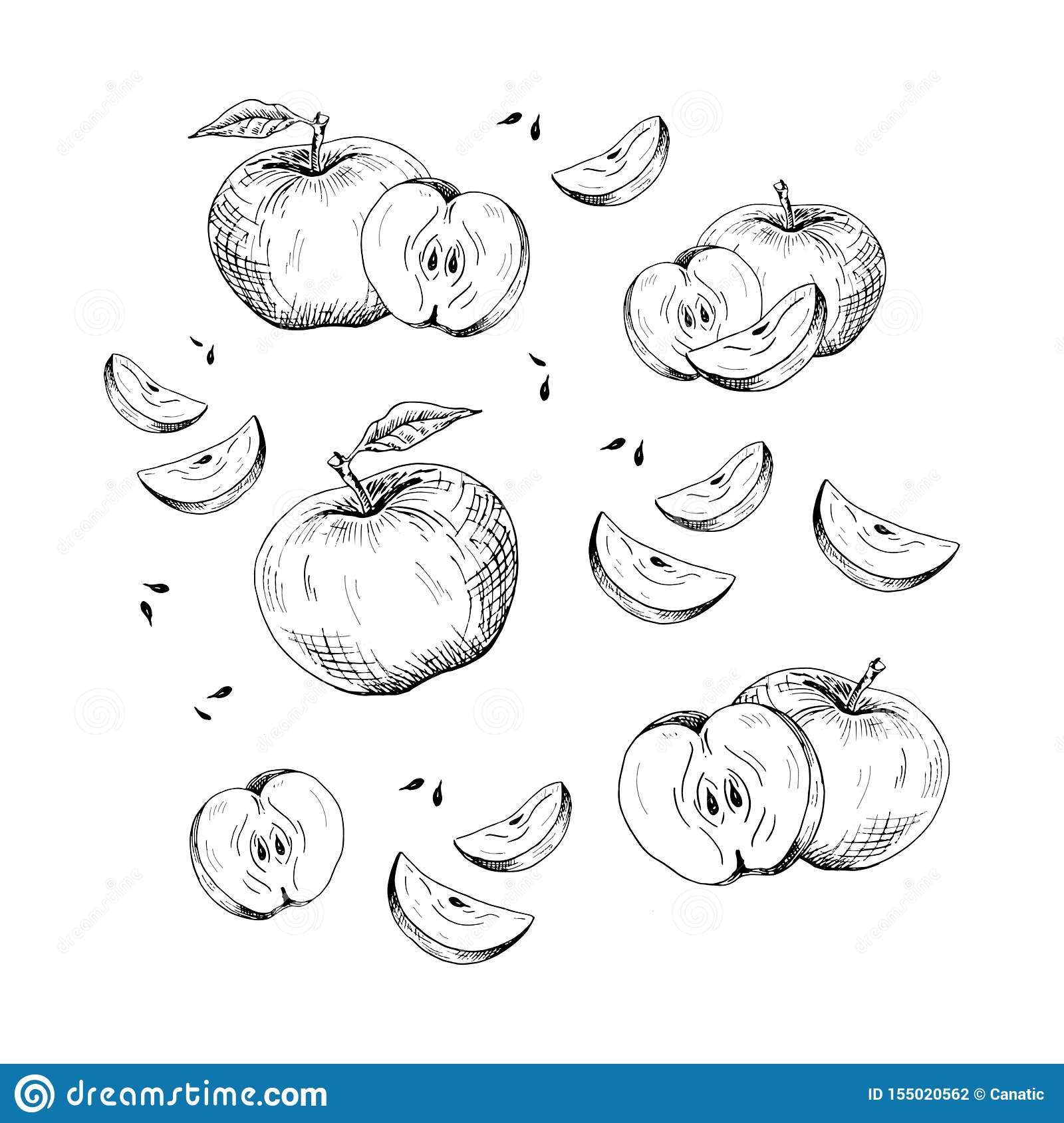 Яблоко в разрезе рисунок Графика