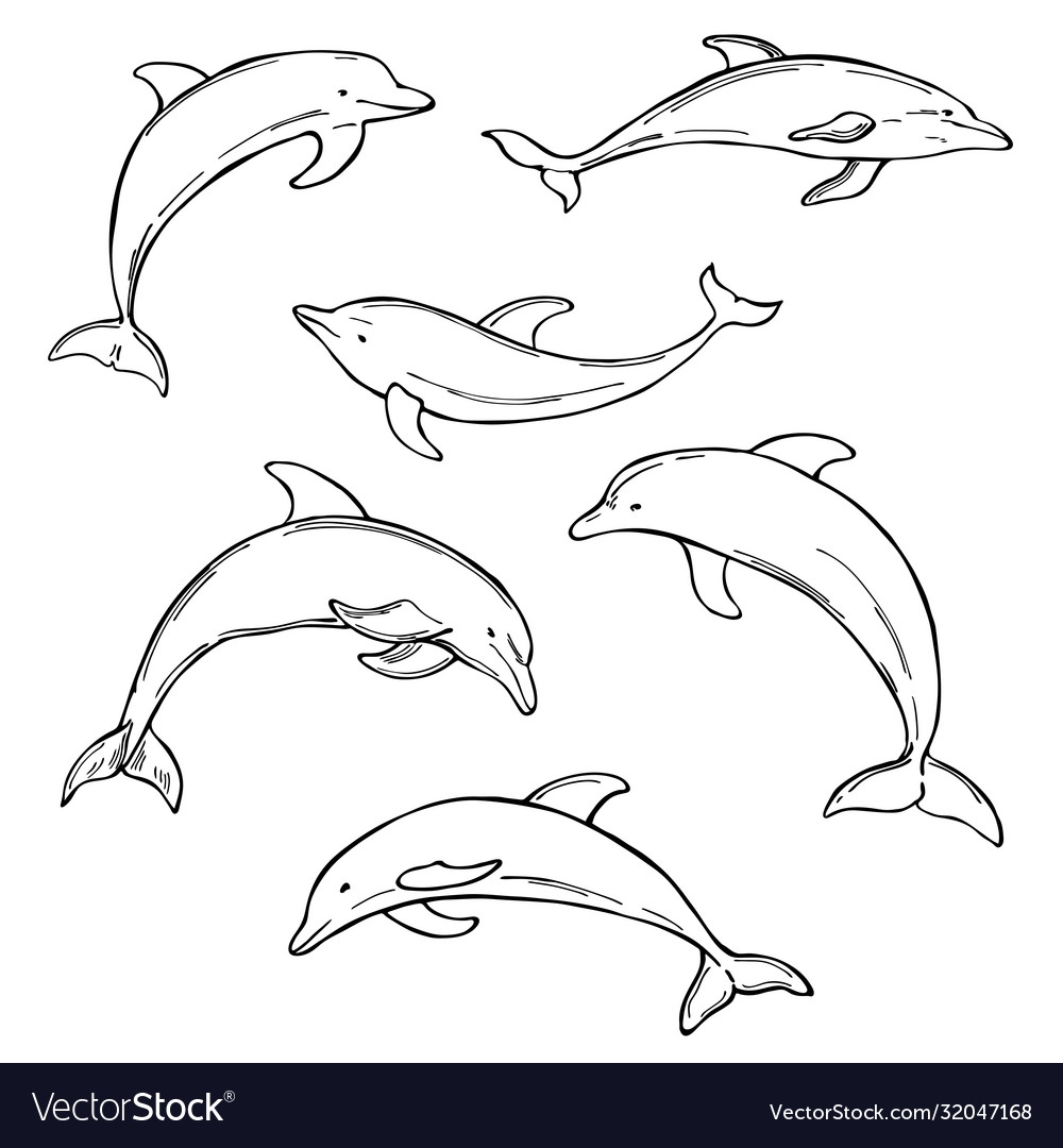 Дельфин векторный рисунок