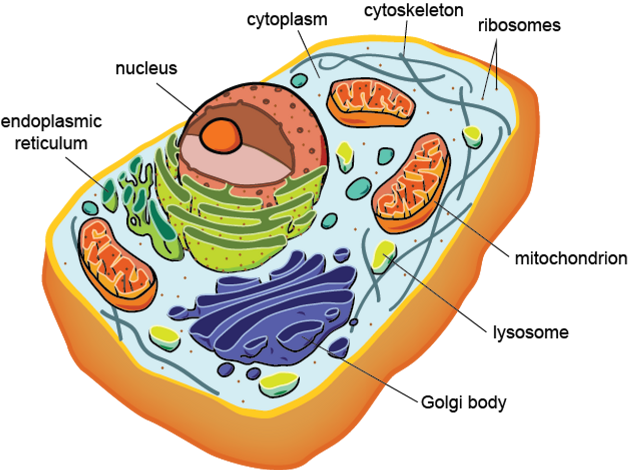 Органы клетки рисунок. Эукариотическая клетка. Будова клітини. Эукариотическая клетка без подписей. Клетка животного.