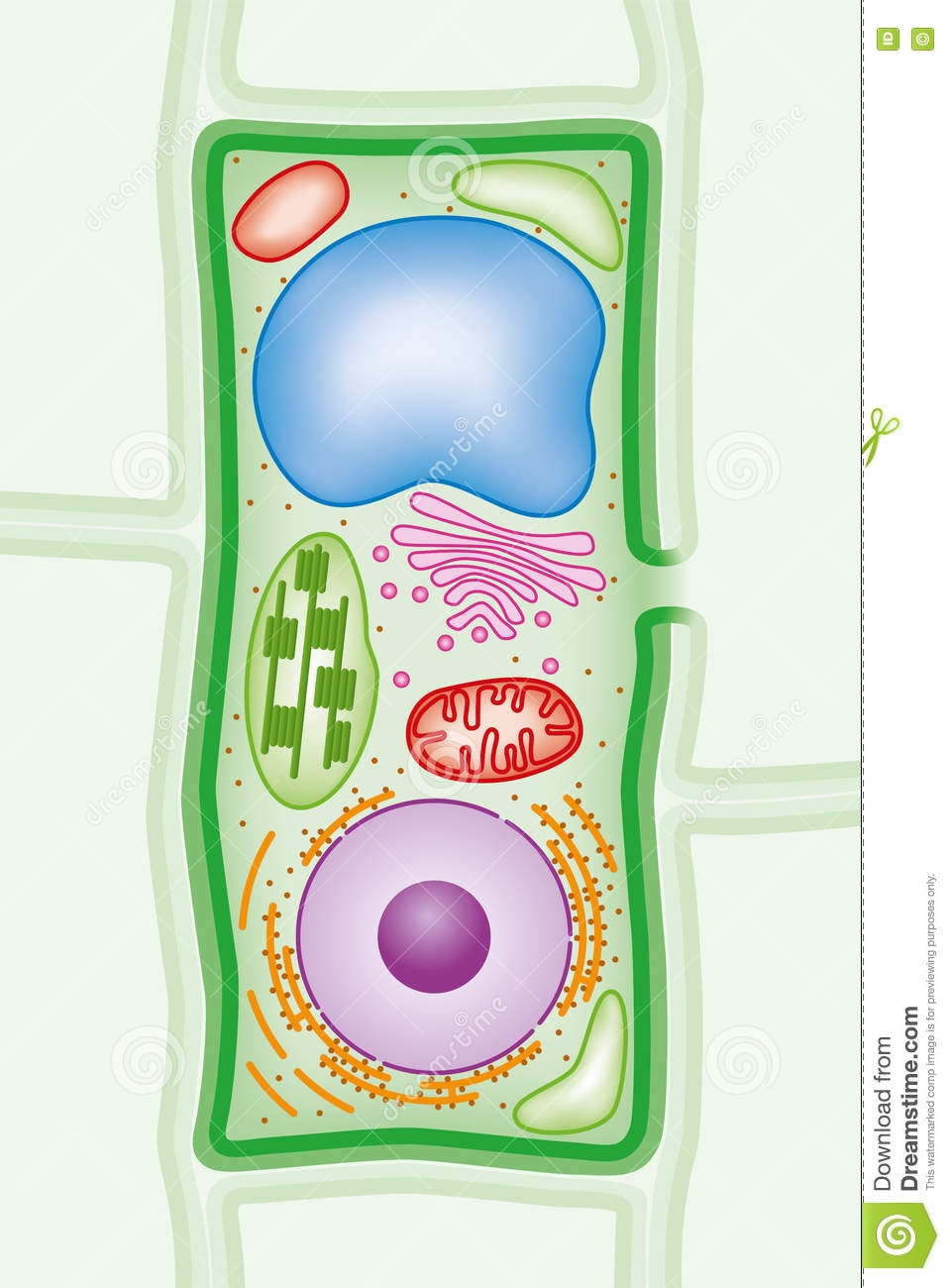 строение клетки животная клетка раст фото 60