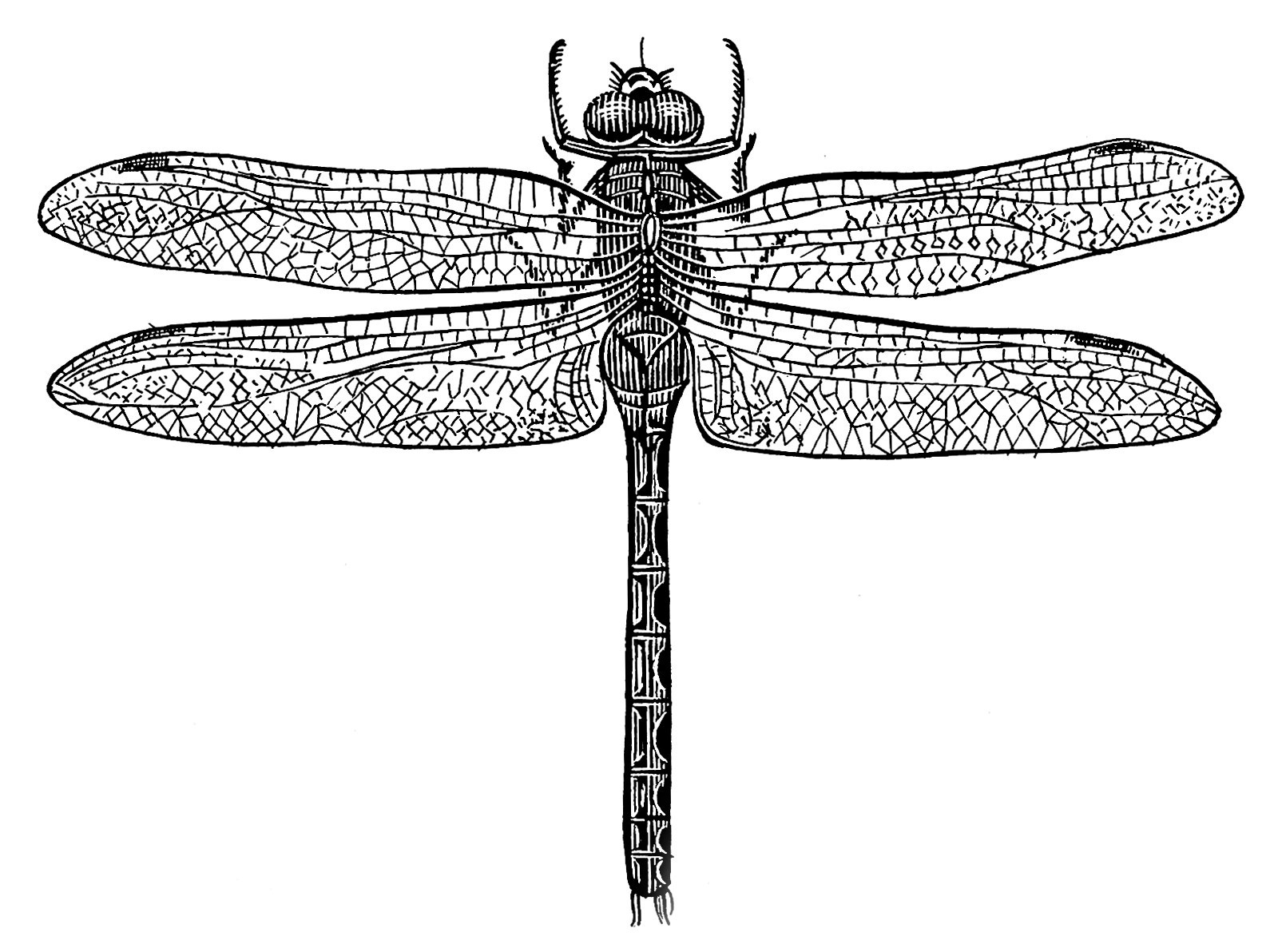 Рисунок стрекозы фф минсоны