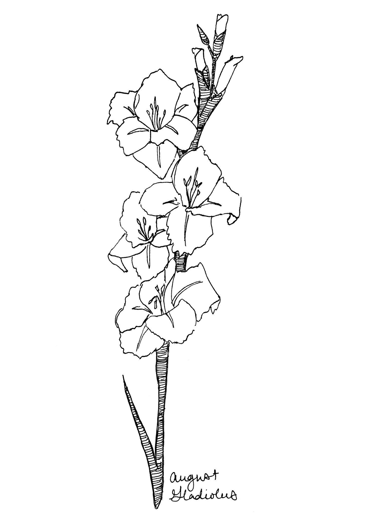 Катарантус розовый Тату Танжерин (PanAmerican Seed) 5 шт.