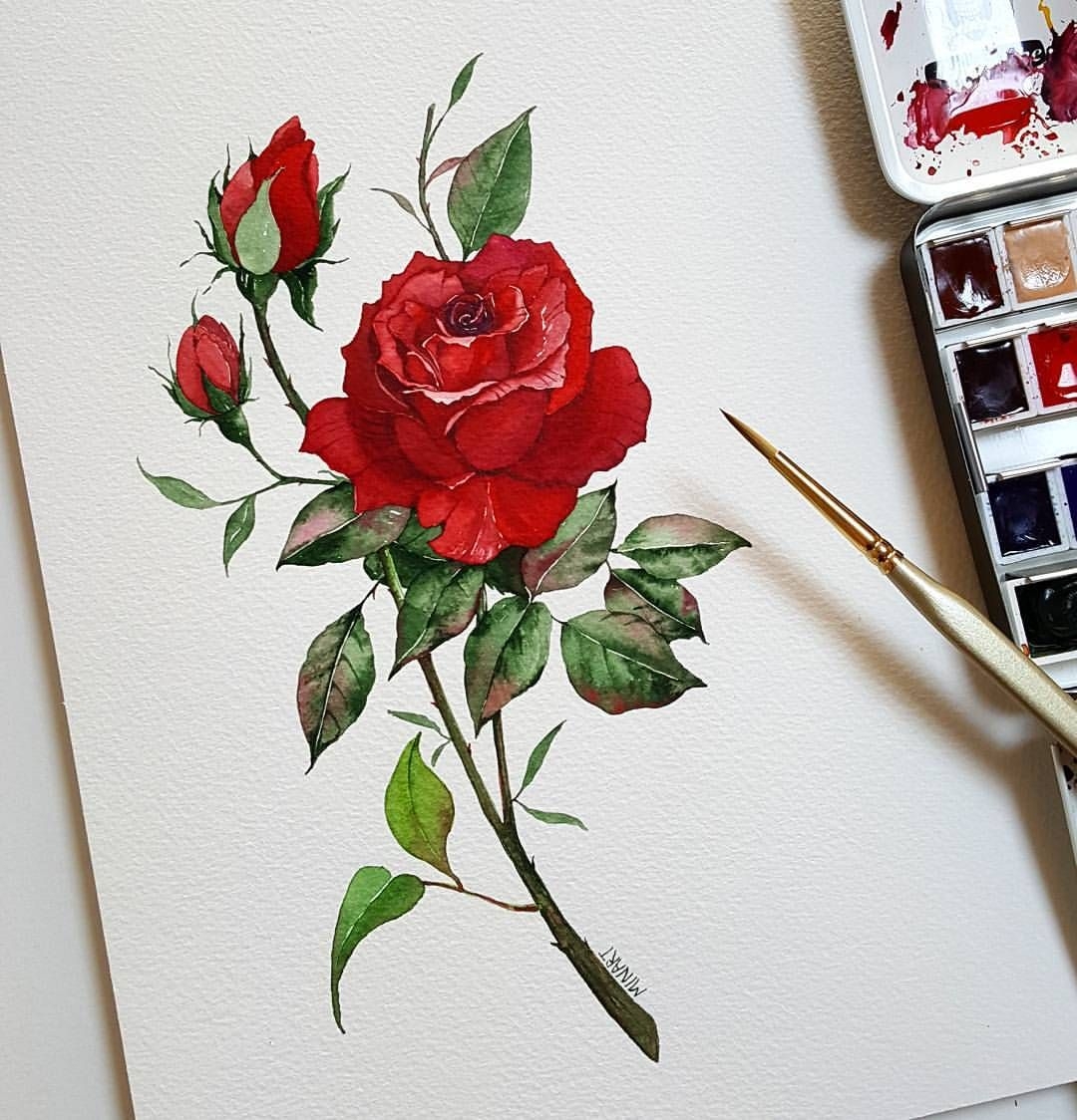 Акварельная краска роза