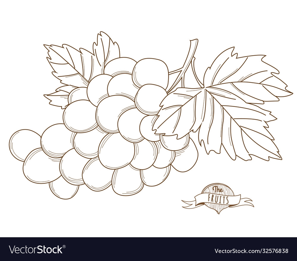 Рисуется виноград лежащий