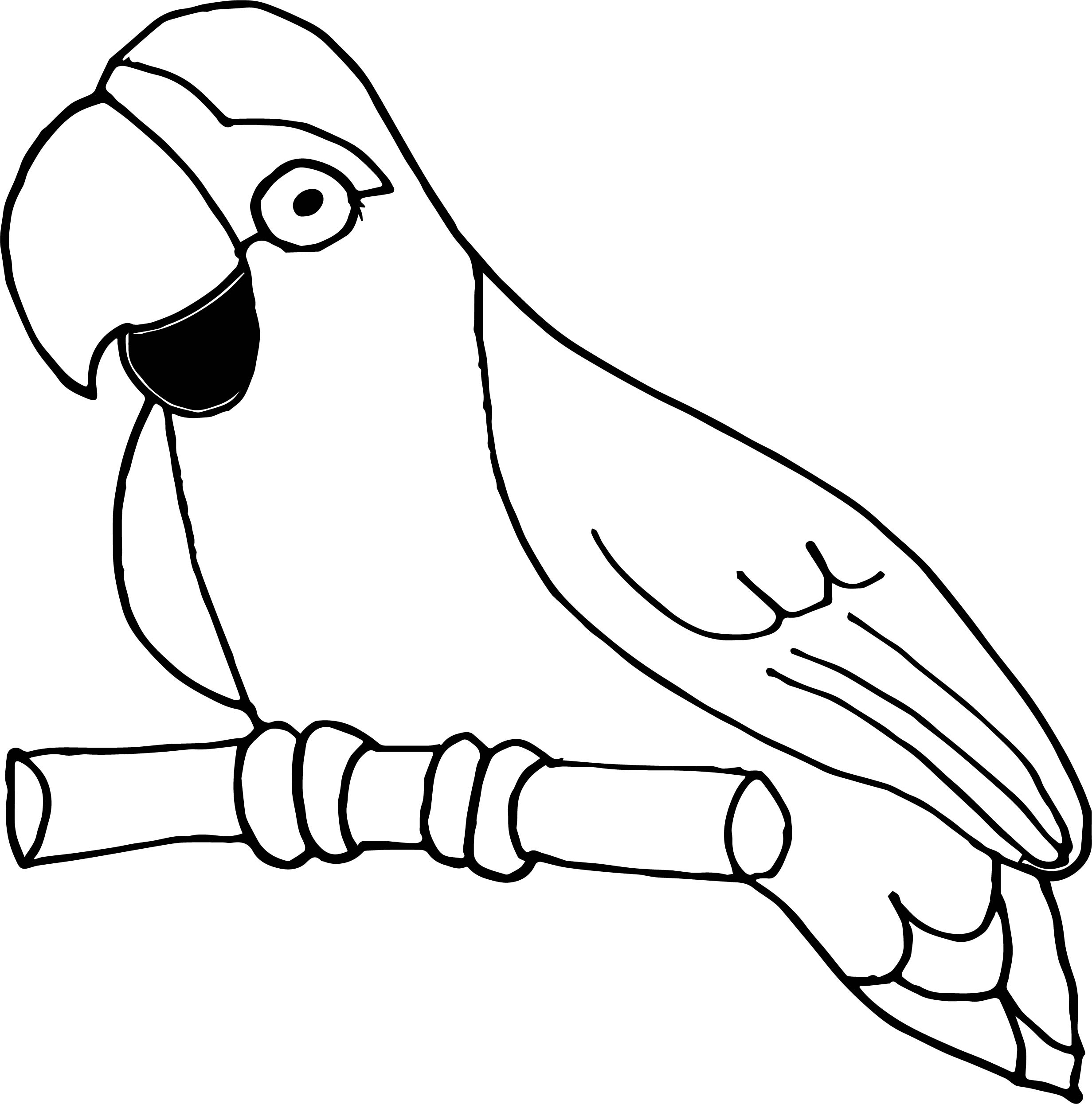 Попугай для раскраски на белом фоне