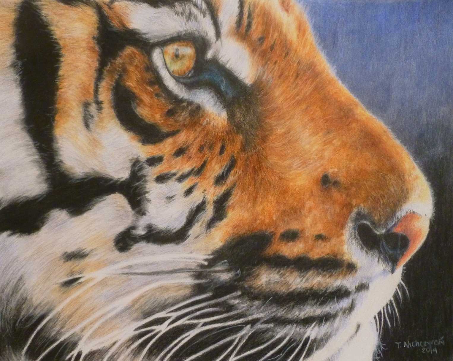 Тигр цветными карандашами