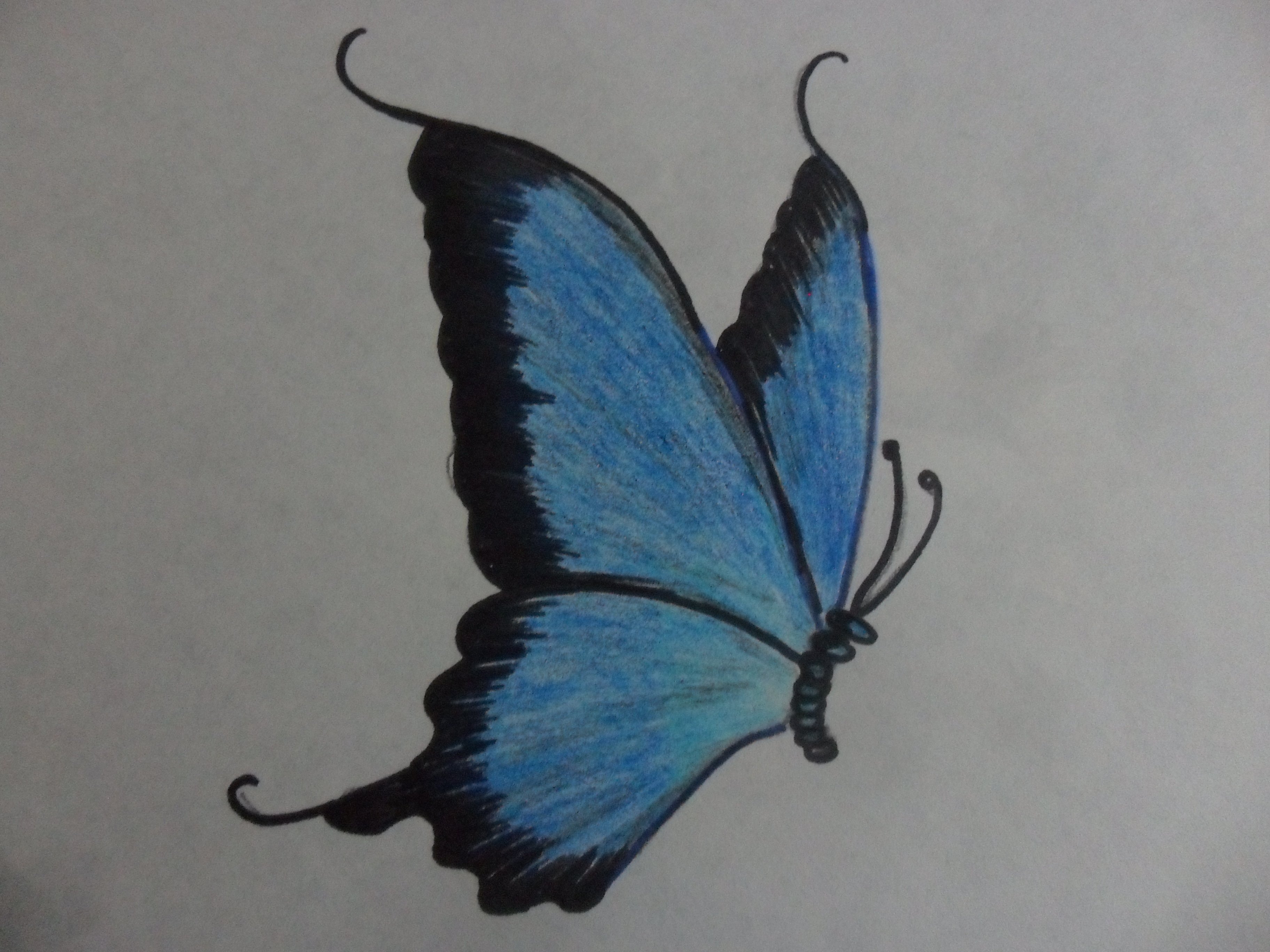 Синяя бабочка карандашом