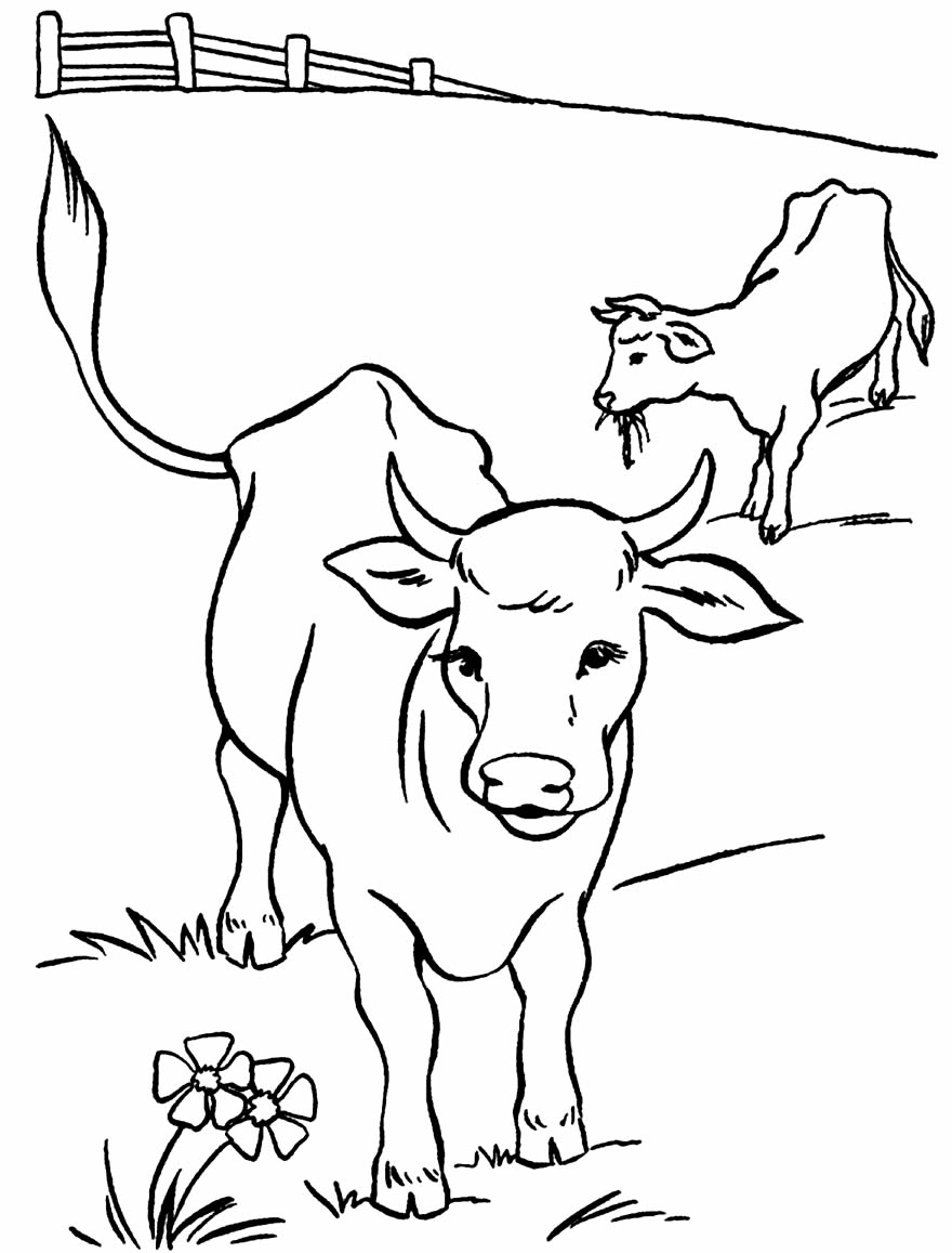 Рисунок для раскрашивания теленок