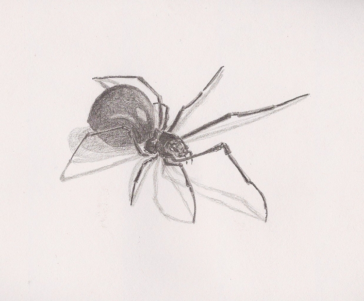 Рисунок паука для срисовки карандашом