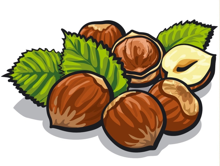 Иллюстрация символов грецкого ореха для раскраски