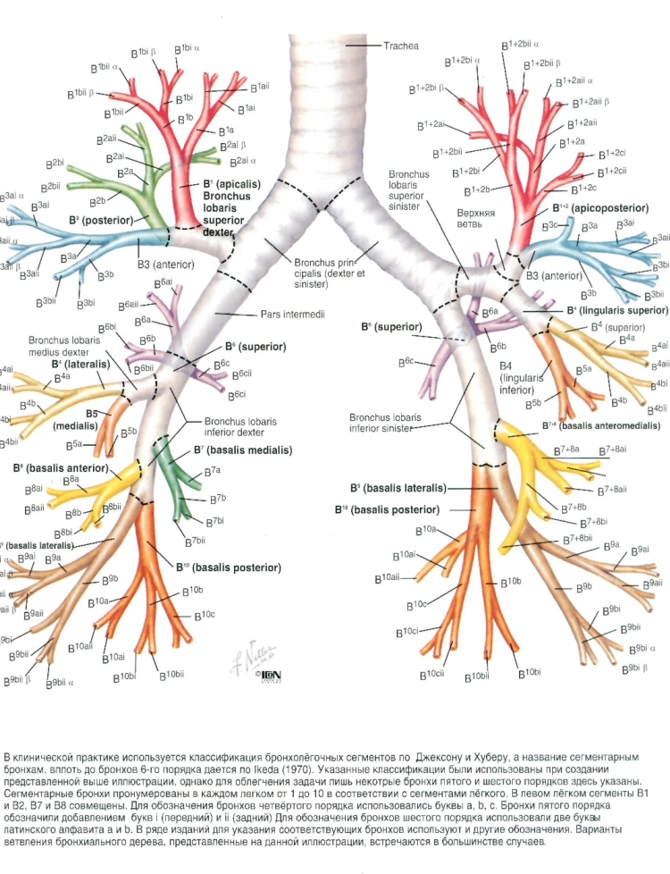 ДЕРЕВО БРОНХИАЛЬНОЕ