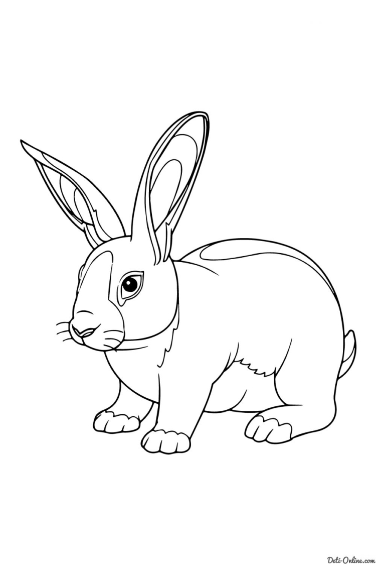 Кролик раскраска реалистичная
