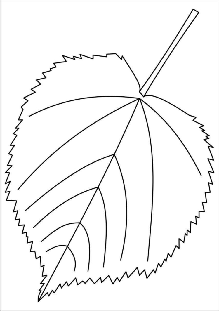 Лист липы рисунок карандашом