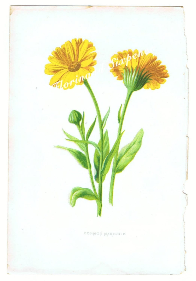 Календула Ботаническая иллюстрация с названиями
