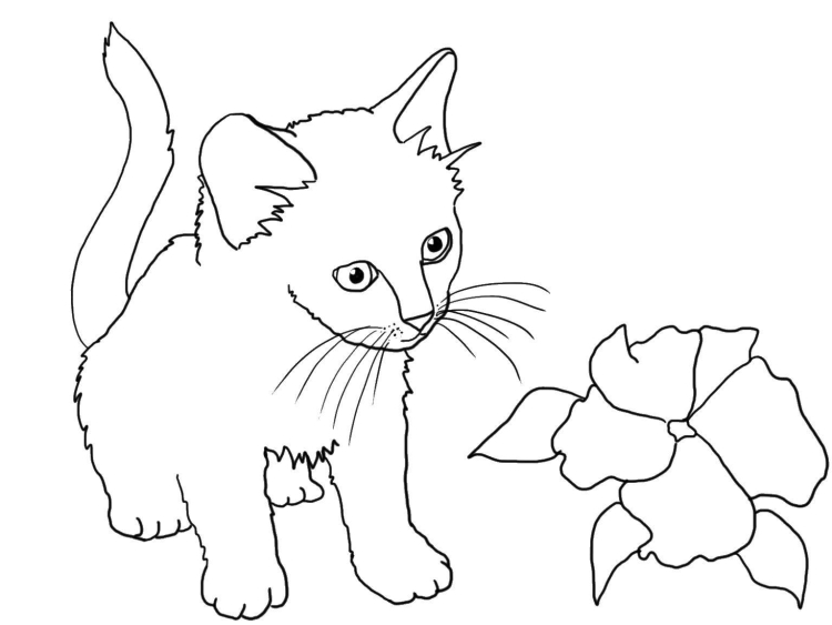 Рисунок котенок раскраска