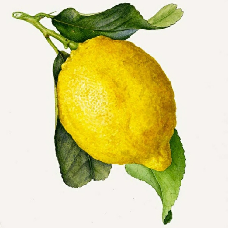 Лимон рисунок акварелью